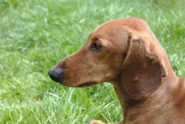 Pies jamnik działa na zielonej trawie jasny — Zdjęcie stockowe