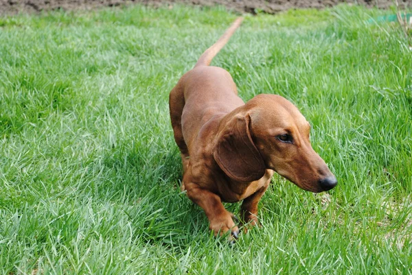 O cão um dachshund corre em uma grama brilhante verde — Fotografia de Stock