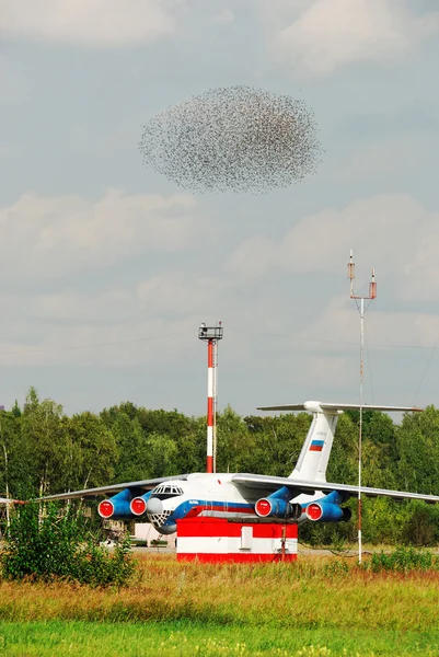 Una gran jauría de pájaros en avión. Las aves amenazan la seguridad de los aviones . —  Fotos de Stock