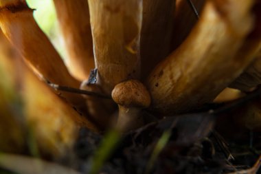 Avrupa ormanlarında büyüyen mantar ailesi