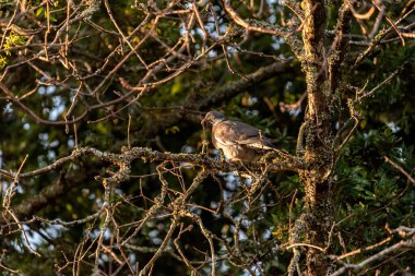 pigeon-like bird perched on the branch of a tree look at front at the forest