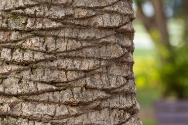 Palmiye Ağacı Gövdesi Doku Kapalı Fotoğraf, Güzel Renkler, Güzel Arkaplan