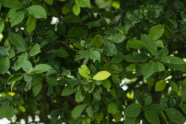 Yeşil Yapraklar Arkaplan, Gruplandırılmış ve Örtüşen Yapraklar, Doğal Yapraklar Doku ve Arkaplan