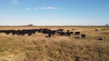 İnekler ve Atlar Kırsalda Bir Sonbahar Günü Otlanıyor, Ovalarda Hayvanlar ve Yukardan Görülen Kırsal Ovalar