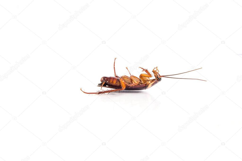 A dead cockroach.
