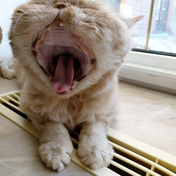 Foto com uma ruiva bonito bocejo gato — Fotografia de Stock