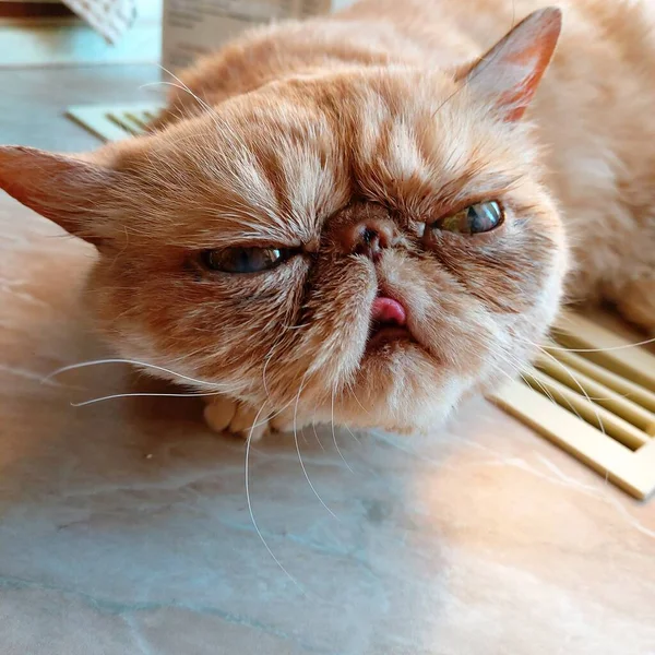 Foto de um gato de gengibre mostrando língua — Fotografia de Stock