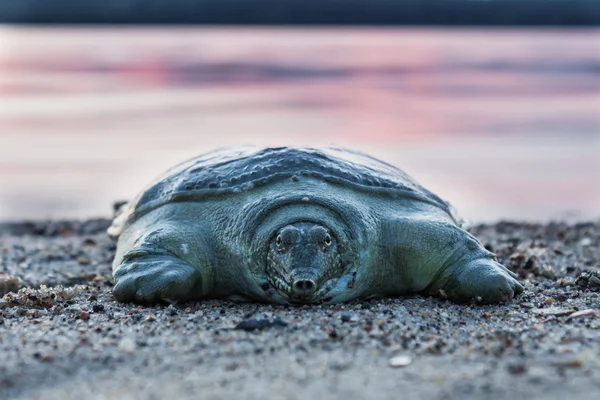 Trionix coming out of water — Stock Photo, Image