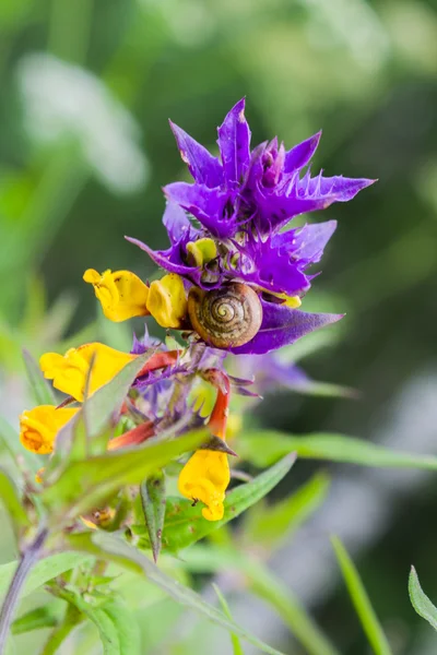 Ivan en maria bloem — Stockfoto