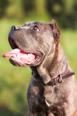 büyük cane corso köpek oynamak için istekli