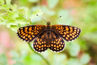 heath fritillary kelebek