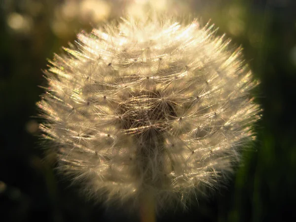 Sunny blowball — Stock Photo, Image