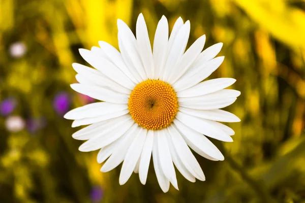 bir bloomed papatya