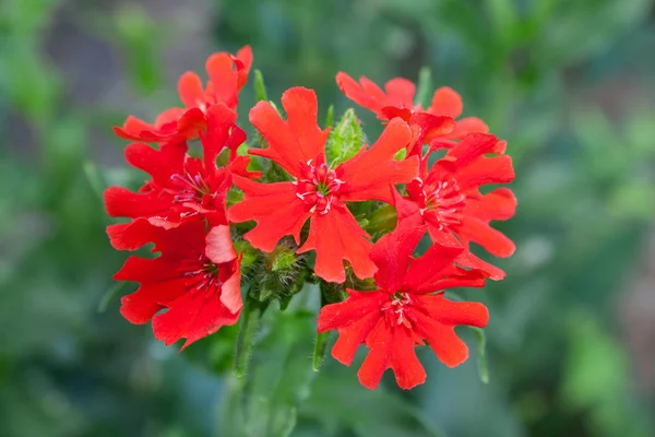 Kırmızı bir çiçek — Stok fotoğraf