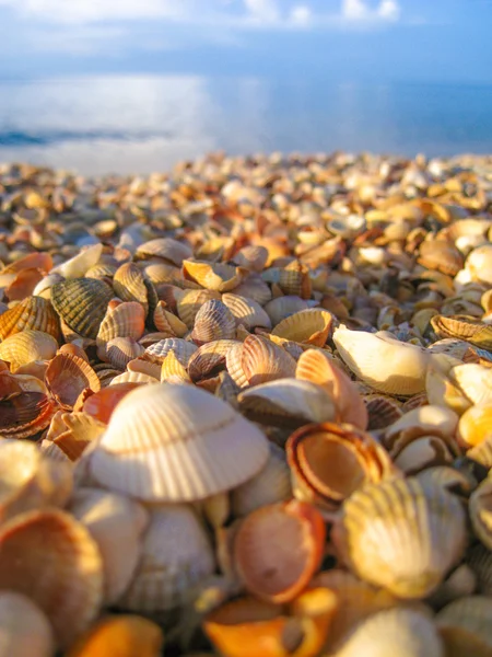 Sunlit shore — Stock Photo, Image