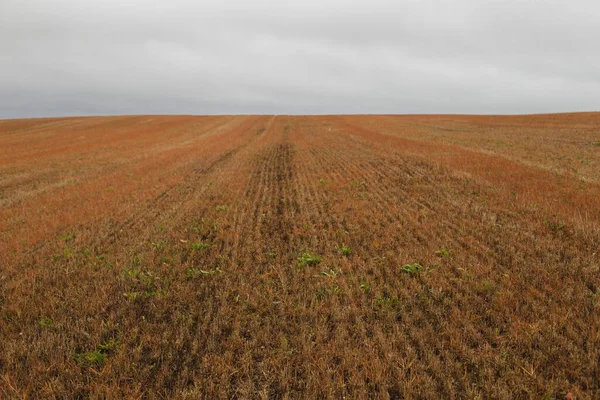 Alan ufka doğru uzanıyor. Sonbahar gri havası. 
