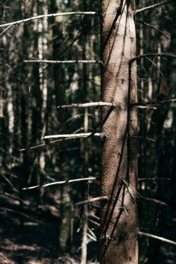 Ormanda kuru kabuklu çam ağacı 