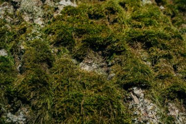 Ağaç gövdesinde kabarık yeşil yosun