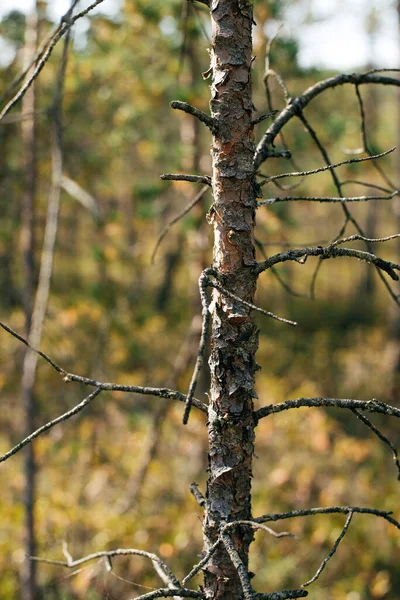 Πεύκο Ξηρό Φλοιό Στο Δάσος — Φωτογραφία Αρχείου