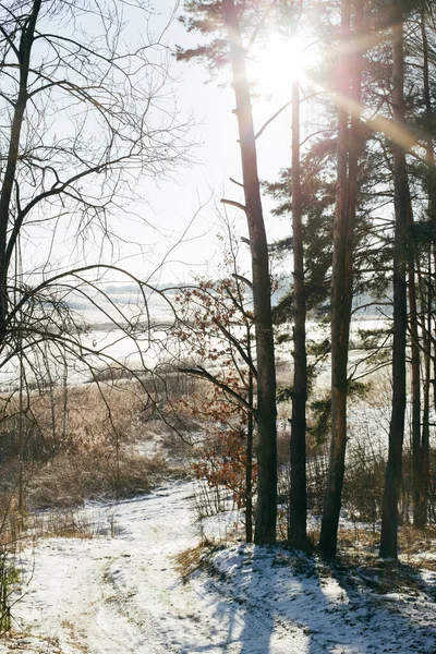 Winterlandschaft mit Fichtenwald im Schnee. — Stockfoto