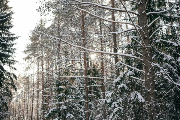 Paisagem de inverno com uma floresta de abeto na neve. — Fotografia de Stock