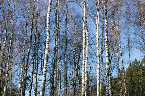 Vackert landskap med white birches mot blå himmel. — Stockfoto