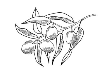 Zeytin ve yapraklarla çizilmiş bir dal. İzole vektör çizimi. Organik bitki posteri