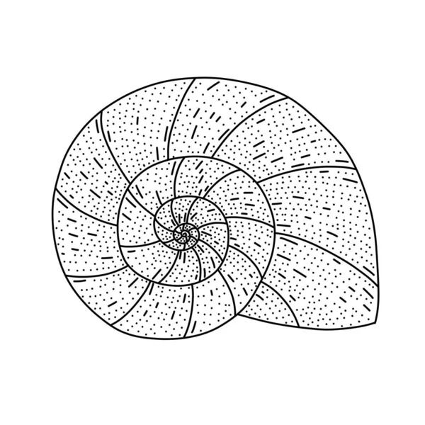 手描きのスパイラル貝殻をドールスタイルで。白いベクトル図上に隔離. — ストックベクタ