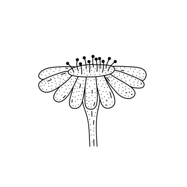 Flor desenhada à mão bonito isolado na ilustração do vetor branco. Planta adorável para qualquer projeto festivo. —  Vetores de Stock