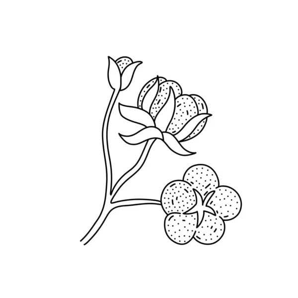 Hand drawn cotton flower icon in doodle style. Cartoon cotton flower vector icon for web design isolated on white background. — Stock vektor