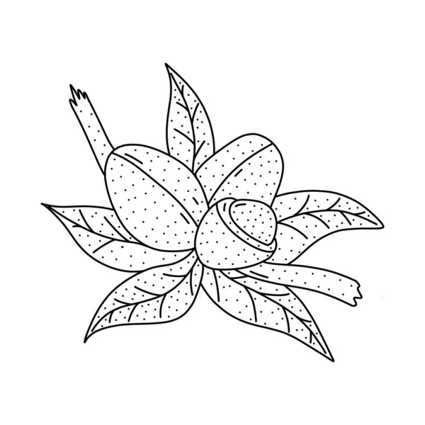 Handritad arganfrukt ikon i klotter stil. Tecknad arganfrukt vektor ikon för webbdesign isolerad på vit bakgrund. — Stock vektor