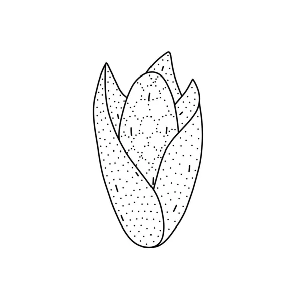 Hand drawn vector illustration of a sweet corn in doodle style. Cute llustration of a vegetable on a white background. — Stockový vektor
