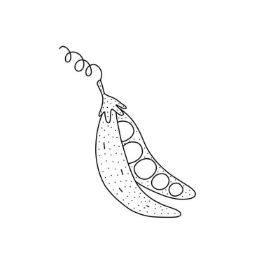 Hand drawn vector illustration of peas in doodle style. Cute llustration of a vegetable on a white background.