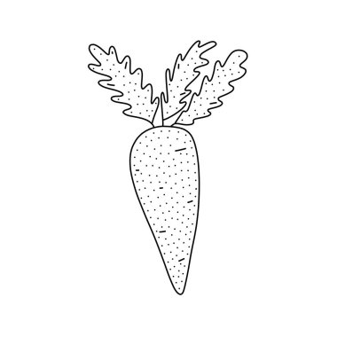 Hand drawn vector illustration of a carrot in doodle style. Cute llustration of a vegetable on a white background.