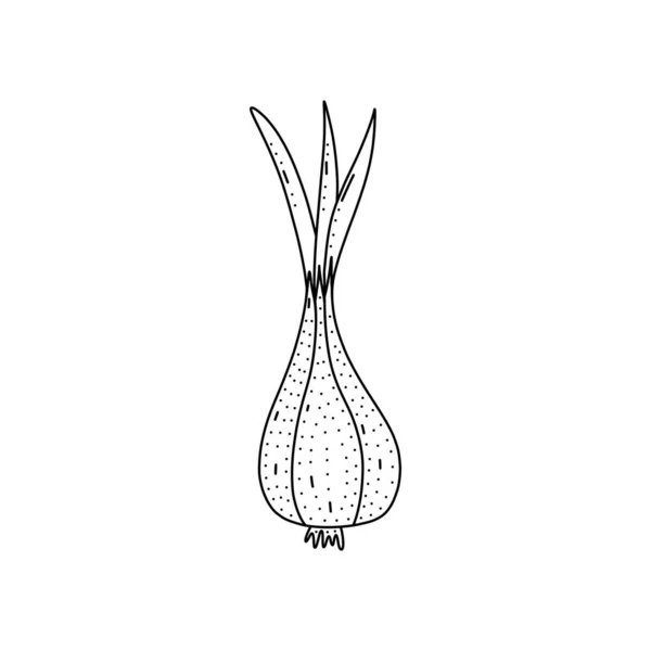 Hand drawn vector illustration of onion in doodle style. Cute llustration of a vegetable on a white background. —  Vetores de Stock