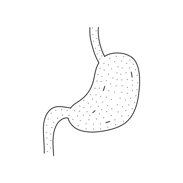 Ilustração vetorial desenhada à mão do estômago em estilo doodle. Ilustração bonito do estômago humano no fundo branco. —  Vetores de Stock
