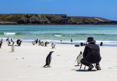 Photographer with penguins at Falkland Islands-3 clipart