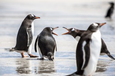 Penguins under Discussion at Falkland Islands-2 clipart