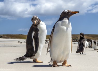 Two Penguins close-up in the Falkland Islands-2 clipart