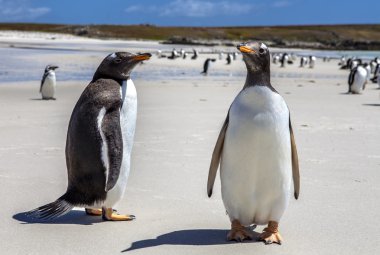 Two Gento Penguins close-up in the Falkland Islands-4 clipart