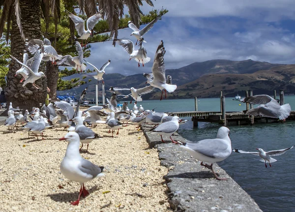 Flock of Seagull — Stock Photo, Image