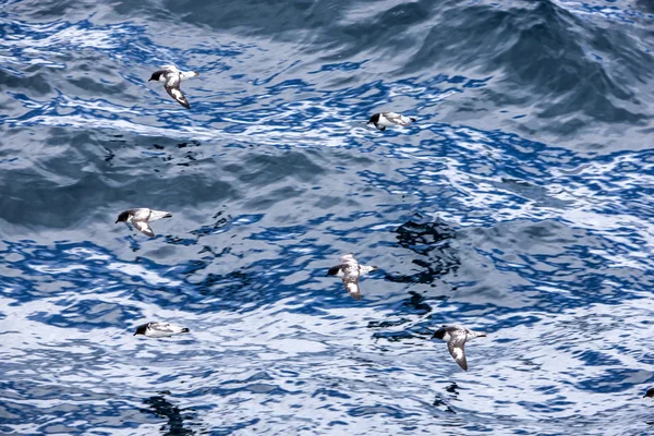 Przylądek petrel ptak latać nad ocean Antarktyczny — Zdjęcie stockowe