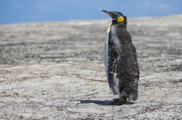 Pinguim-imperador em muda — Fotografia de Stock