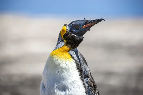 Emperor penguin in molting-2 — Stock Photo, Image