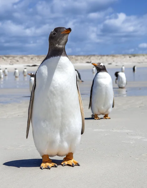 Zwei Gento-Pinguine einer vorne, einer hinten auf der Falklandinsel — Stockfoto