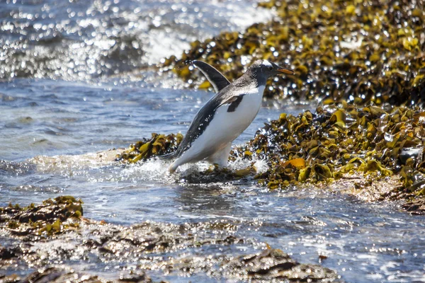 Gento pingwina w akcji podczas ono przyjechał z wody — Zdjęcie stockowe