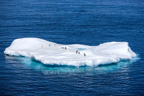 Pingouins sur un petit iceberg en Antarctique — Photo