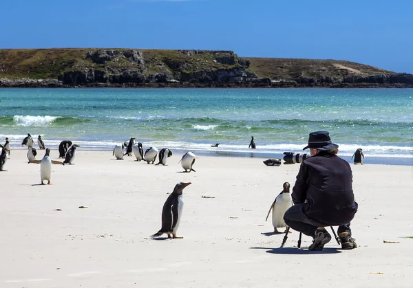 Fotógrafo con pingüinos en las Islas Malvinas-3 — Foto de Stock