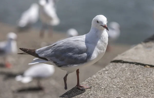 Gaivota com apenas um pé — Fotografia de Stock