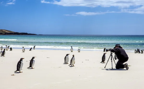 Fotografo con pinguini alle Isole Falkland — Foto Stock